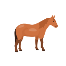 Cavallo